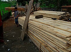 Planches de bancoulier, Lombok, Indonésie.