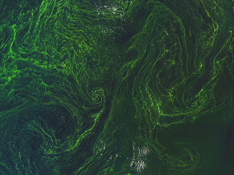 File:Algae bloom ESA346691.jpg