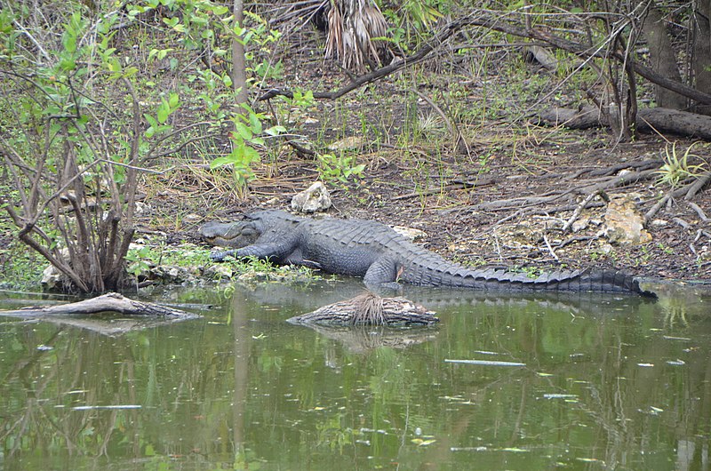 File:Alligator mississippiensis (American alligator) 6.jpg