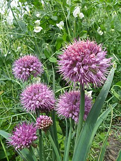 <i>Allium carolinianum</i> species of plant