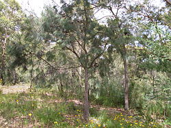 Allocasuarina distyla tree 1.jpg