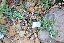 Aloe squarrosa (Aloe zanzibarica) - Botanischer Garten, Dresde, Allemagne - DSC08905.JPG