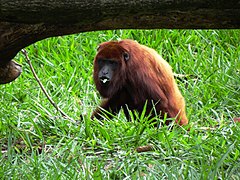 Roter Brüllaffe (Alouatta seniculus)