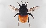 Smámynd fyrir Bombus alpinus