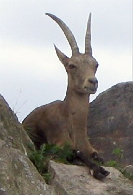 Alpensteinbock