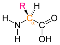 Schéma usporiadania karboxylovej skupiny (-COOH) a aminoskupiny (-NH2) v alfa-aminokyselinách. (Písmeno "R" označuje variabilnú časť molekuly, t.j. odlišnú pre každú alfa-aminokyselinu)