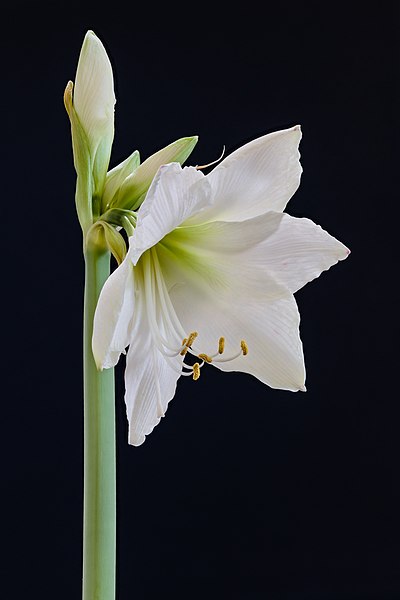 File:Amaryllis (Hippeastrum) 26-01-2021. (actm.) 04.jpg