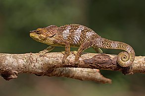 Amber Mountain chameleon, male
