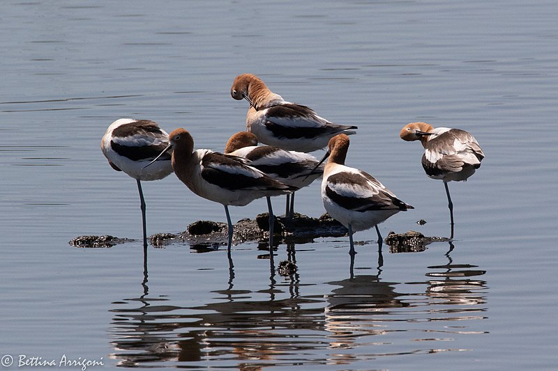 File:American Avocet Cattail Marsh Beaumont TX 2018-04-24 10-44-31 (28195841658).jpg