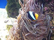 Allard's clownfish (Amphiprion allardi).