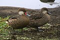 Adult & juvenile; Santa Cruz, Galapagos