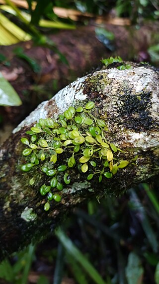 <i>Anathallis polygonoides</i> Species of plant