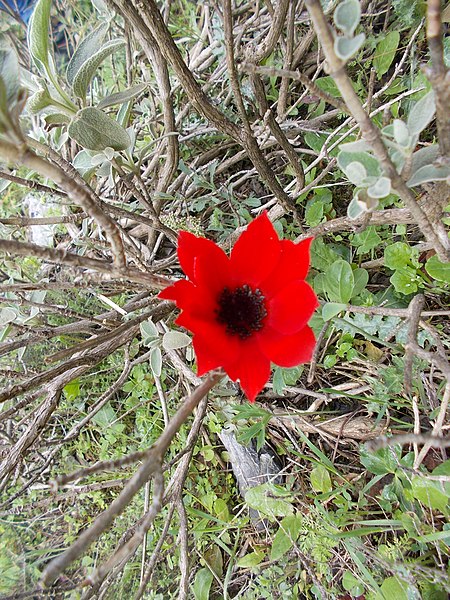 File:Anemone coronaria, growing wild in Dirfi.jpg