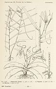 Angraecum filicornu LXX fig. 3