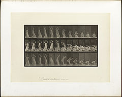 Animal locomotion. Plate 206 (Boston Public Library).jpg