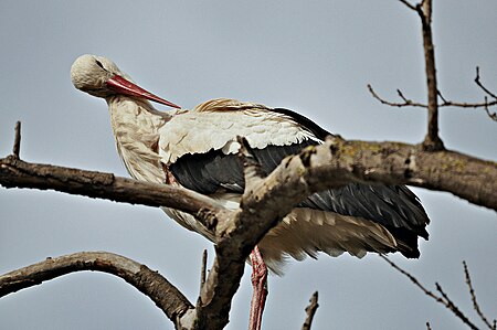 Fail:Animales-aiguamolls l'emporda-2013 (6).JPG