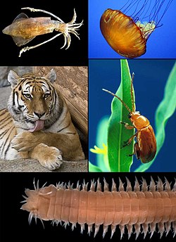 Deisealach ón mbarr, ar chlé: Loligo vulgaris (Mollusca), Chrysaora quinquecirrha (Cnidaria), Aphthona flava (artrapód), Eunereis longissima (anailid), agus Panthera tigris (cordach).