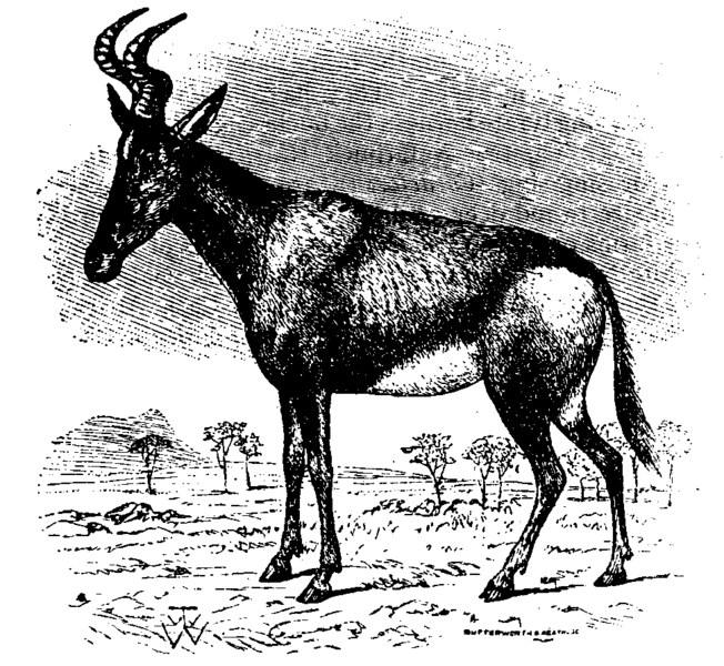 File:Antelope 5.png