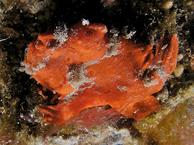 File:Antennarius pictus (Painted frogfish).jpg