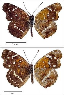 <i>Anthanassa texana</i> Species of butterfly