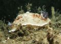 Aphelodoris varia Dorididae