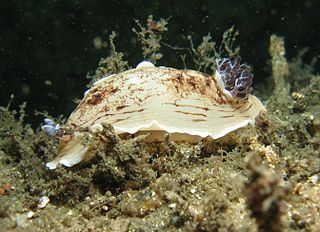 <i>Aphelodoris varia</i> Species of gastropod