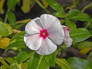 https://upload.wikimedia.org/wikipedia/commons/thumb/d/d5/Apocynaceae_-_Catharanthus_roseus.JPG/320px-Apocynaceae_-_Catharanthus_roseus.JPG