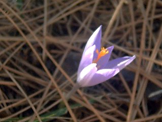 Arboretum La Alfaguara. Crocus