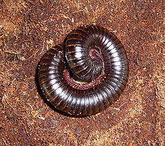 Description de l'image Archispirostreptus gigas 2009 G1.jpg.