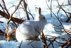 Арктически заек (L. arcticus)