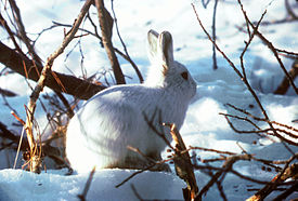 Arctic Hare.jpg