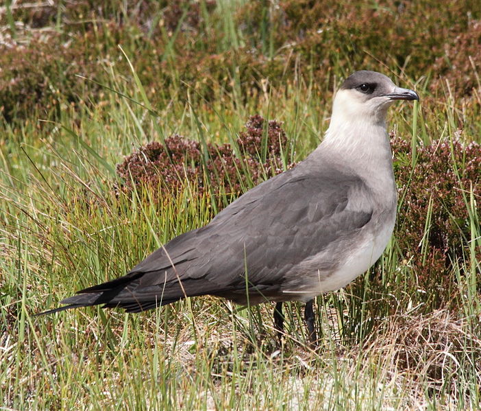 File:Arctic Skua (7173609049).jpg