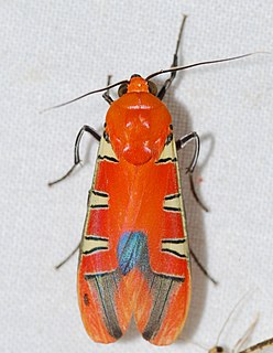 <i>Gorgonidia maronensis</i> Species of moth