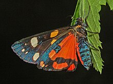 Arctiidae - Callimorpha dominula-1.JPG