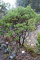 Arctostaphylos tomentosa subsp. crustacea - Regional Parks Botanic Garden, Berkeley, CA - DSC04541.JPG