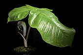 Arisaema fargesii Buchet- Notul. Syst. (Paris) 1- 371 (1911). 20210701 151512.jpg