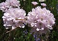 Armeria denticulata