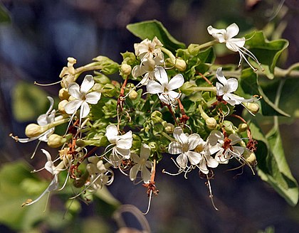 420px-Arni_%28Clerodendrum_phlomidis%29_at_Sindhrot_near_Vadodara%2C_Gujrat_Pix_048.jpg