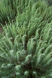 <i>Artemisia filifolia</i> Species of flowering plant