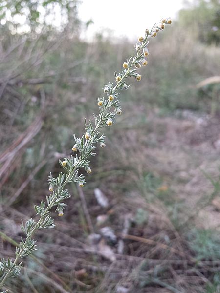 File:Artemisia repens sl5.jpg