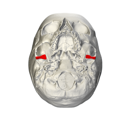 Articular tubercle of temporal bone - skull - inferior view03.png