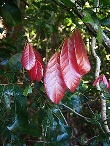 Arytera divaricata new growth.jpg