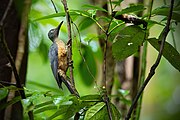 Ashy Woodpecker 0A2A9715.jpg