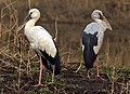 * Nomination: Asian openbill storks (Anastomus oscitans), UP, India. --Charlesjsharp 09:34, 6 December 2017 (UTC) * * Review needed