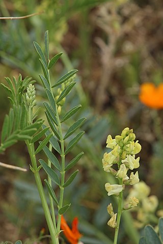 <i>Astragalus douglasii</i> Species of plant