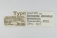 File:Astroceras annulatum var. gemmiferum - OPH-000161 label.tif (Category:Echinodermata in the Natural History Museum of Denmark)