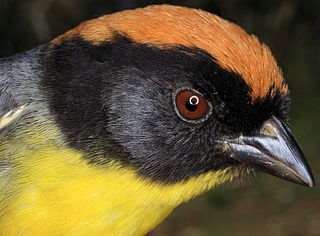 Black-fronted brushfinch Species of bird