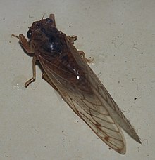 Образец цикады из австралийского музея 01.JPG