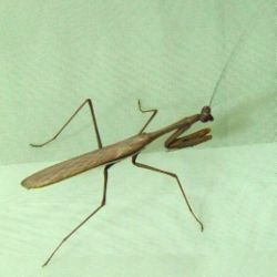 250px-Australian_Praying_Mantis.jpg