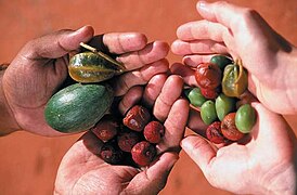 Bush tucker fruits grown in Alice Springs.